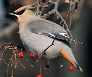 Бялзуухай (Шивэр энхэтбялзуухай)
