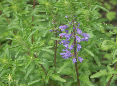 Молдав шимэлдэг