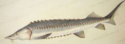 Хар мөрний хилэм (Annur Sturgeon) 