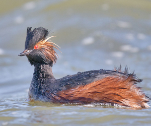 Шунгуур (Халтар шунгуур)