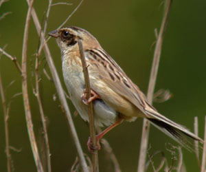 Хөмрөг (Наран хөмрөг)