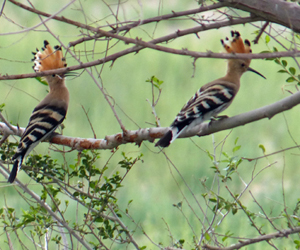 Өвөөлж (Бөөвөлжин өвөөлж)