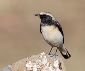 Чогчиго (Мяраан чогчиго)