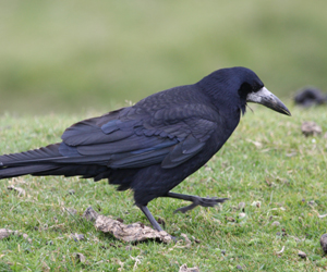 Хэрээ (Турлиах хэрээ)