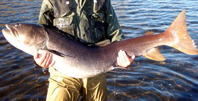 Тул (Hucho taimen)