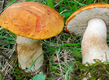 Хүнсний мөөгнүүд 