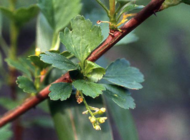 Тэхийн шээг - Хос шивүүрт улаагана