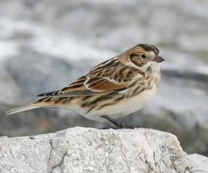 Хөмрөг (Лапланд буулгатхөмрөг)