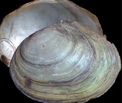 Сэлэнгийн танан хясаа (Anodonta sedakovi Siemaschko, 1848)