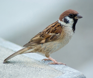 Боршувуу (Хээрийн боршувуу)