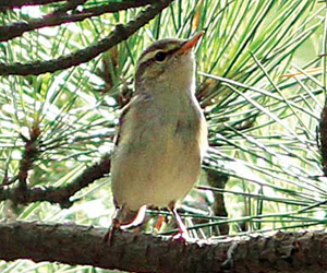 Дуучшувуу (Умардын дуучшувуу)