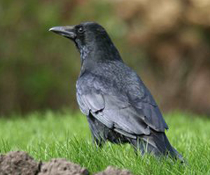 Хэрээ (Хар хэрээ)