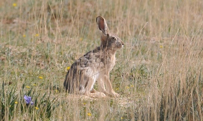 Туулай (Lepus tolai Pallas, 1778)
