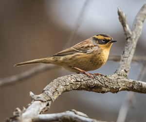 Хайруулдай (Сибирийн хайруулдай)