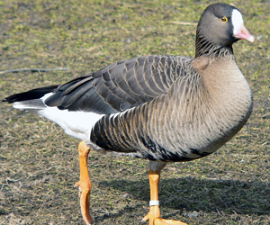Галуу (Одой галуу)