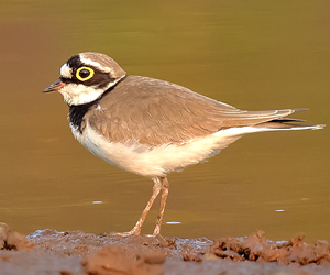 Хиазат (Нарийн хиазат)