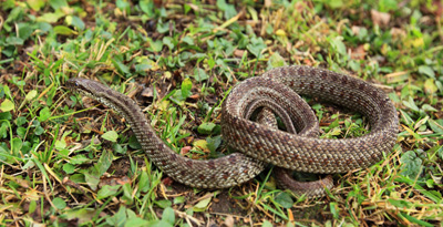 Рашааны могой