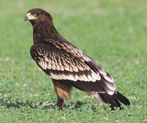 Бүргэд (Бор бүргэд)