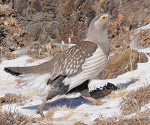 Хойлог (Алтайн хойлог)