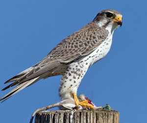 Шонхор (Эгэл шонхор)