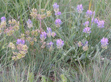 Нумраа хунчир