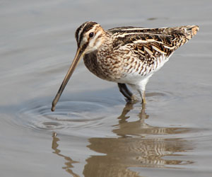 Хараалж (Шөвгөн хараалж)