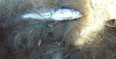 Монгол омуль (Coregonus migratorius)