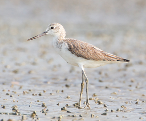 Хөгчүү (Үхэр хөгчүү)