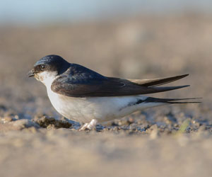 Хараацай (Хүрээний хараацай)