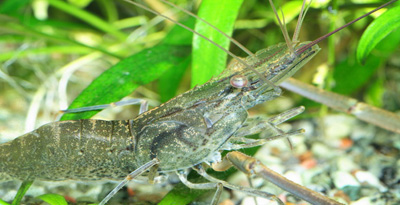 Хар мөрний хавч (Leander modestus Heller, 1778)