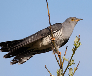 Хөхөө (Эгэл хөхөө)