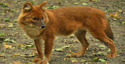 Шарнад цөөвөр (Cuon alpinus Pallas, 1811)