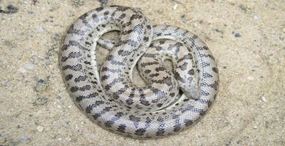 Тэмээн сүүл могой