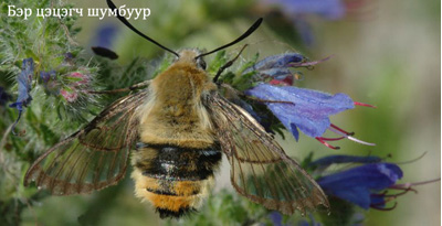 Бэр цэцэгч шумбуур (Hemaris tityus Linnaeus, 1758)