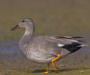 Нугас (Бор нугас)