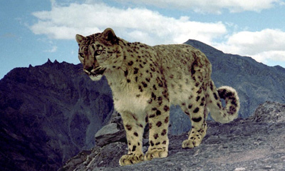 Ирвэс (Uncia uncia, Schreber, 1775)