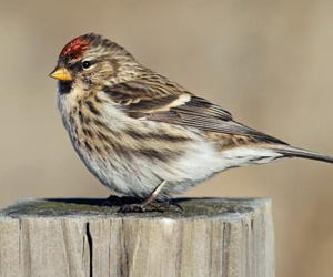 Цэгцүүхэй (Дөлөн цэгцүүхэй)