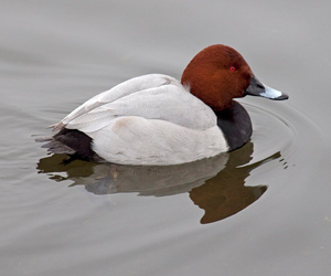 Шумбуур (Улаанхүзүү шумбуур)