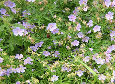 Сибирь Шимтэглэй