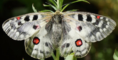 Фэб дэвүүр (Parnassius phoebus Fabricius, 1793) 