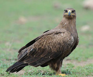 Бүргэд (Тарважи бүргэд) 