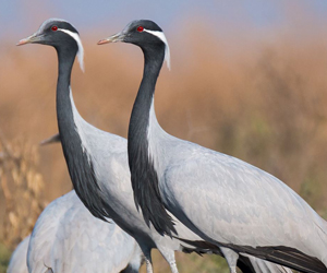 Тогируу (Өвөгт тогируу)