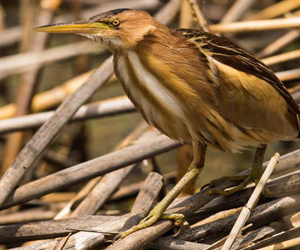 Одойбух (Бичил одойбух)