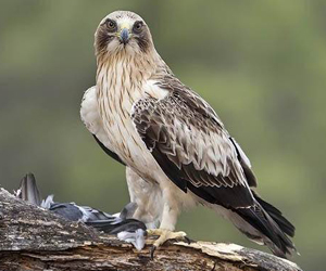 Бүргэдэй (Бахим бүргэдэй)