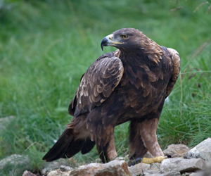 Бүргэд (Цармын бүргэд)