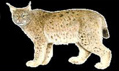 Говийн Еврази шилүүс (lynx lynx isabellina Blyth, 1842)