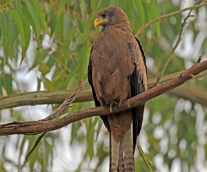 Элээ (Сохор элээ)