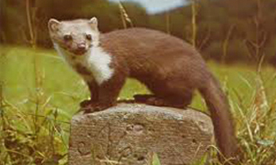 Хадны суусар (Martes foina, Erxleben 1777)