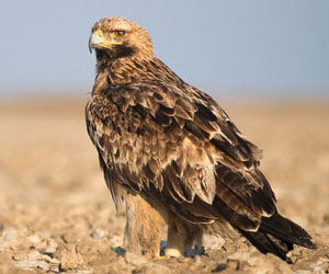 Бүргэд (Хан бүргэд)