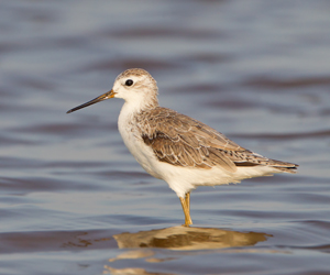 Хөгчүү (Бүрдний хөгчүү)